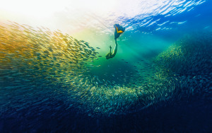 Ocean Photographer of the Year exhibition closes this weekend
