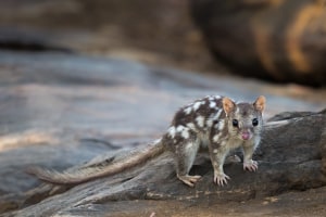 Camera trap captures Northern Quoll in Cape York sanctuary for the first time in more than eight decades