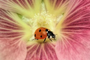 Winners of the Luminar Bug Photography Award 2020 announced