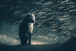 The 10 best images from Sony's World Photography Awards