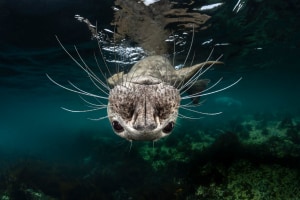 2019 Sony World Photography Awards celebrates Australian photographic talent