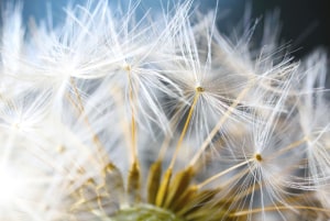 Video: How to focus stack macro images with a simple setup