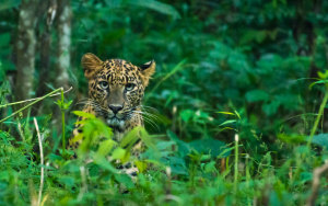 Editing wildlife - 5 Lightroom tips for better images (part two)