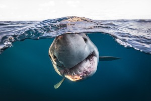 Underwater Photographer of the Year Awards 2022 winners announced