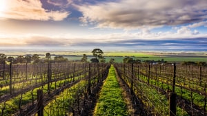 South Australia the standout at Vineyard of the Year Awards