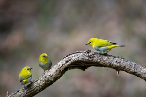 Editing wildlife - 5 Lightroom tips for better images (part one)