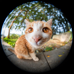 Laowa announces 8-15mm F2.8 zoom fisheye lens