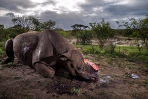 Wildlife Photographer of the Year chosen for Rhino Horn&rsquo;s Unending Wars