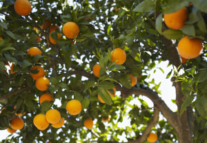 Tight supply to keep global OJ prices high