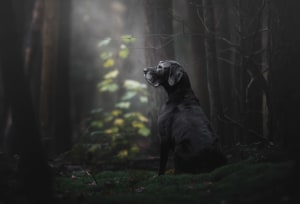 Dog Photographer of the Year comp opens for entries