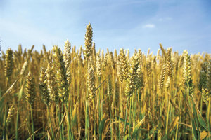 Wide Open Ag raises $20m