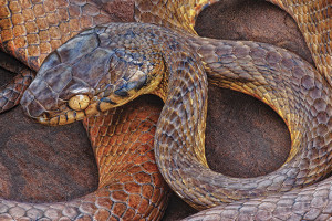 Photo Tip of the Week: Nature Photography With Stanley and Kaisa Breeden