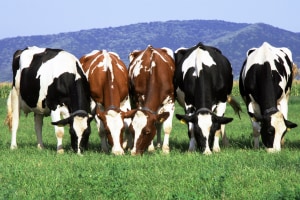 Mixed outlook for dairy continues