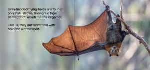 'Life Upside Down': Flying foxes star in new children's book