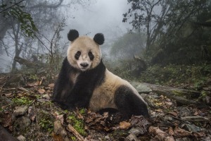 Leading lights of photography revealed as judges for Australasia&rsquo;s Top Emerging Photographers 2020