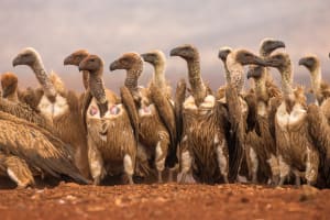 Photo tip of the week: How to photograph multiple wildlife subjects