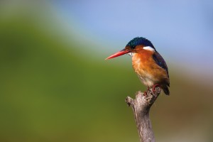 Photo tip of the week: How to take pin sharp wildlife photos