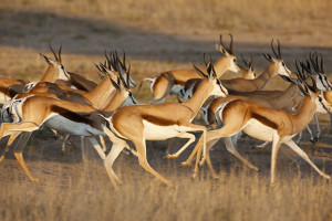 Photo Tip of the Week: Shooting Animals in Action