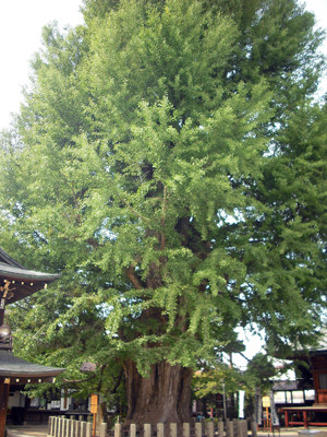 What does a 1200 year old tree look like?