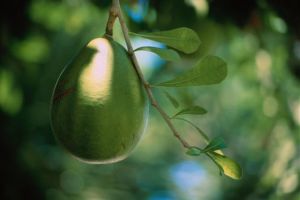 Market manipulation: Avocado industry responds