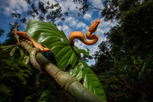 Photo tip of the week: Master flash in your wildlife shots
