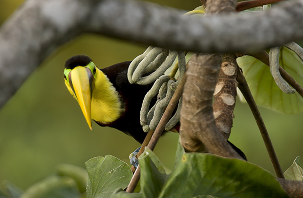 A Bird in the Bush: How To Shoot Stunning Shots of Rainforest Birds 