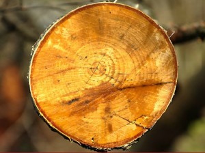 Wood in the New World