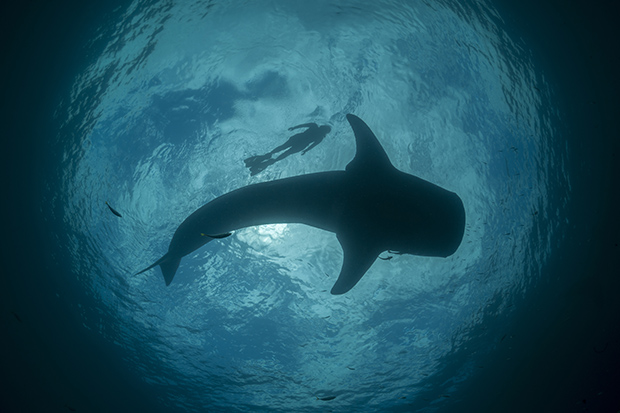 Behind the Lens: Whale Shark and Swimmer