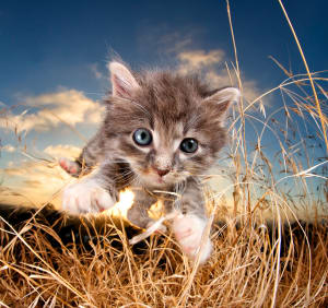 POUNCE by Seth Casteel