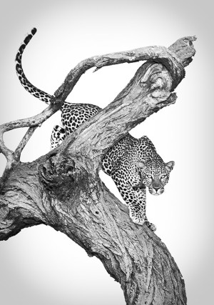 Great Photo Locations: Samburu National Reserve, Kenya