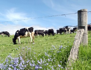 Fonterra and CSIRO team up on sustainable dairy innovation