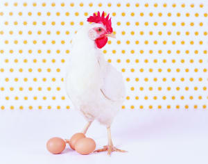 Sunny side up