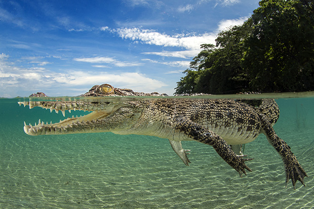 Behind the Lens: Crocodile Snap!