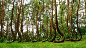 Bentwood...Literally