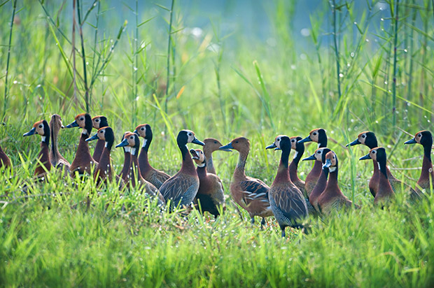 Photo Tip of the Week: How To Shoot Stunning Bird Photos (Part 2)