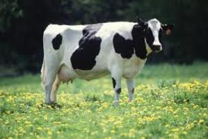 EU milk production tapering off