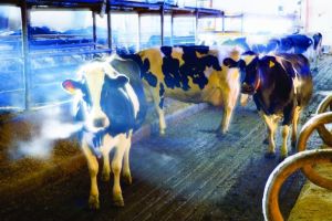 Dairy: a sector of opportunity - and challenge