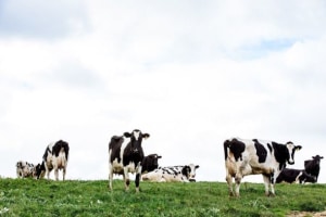 Saputo Dairy revises Southern Milk Region price
