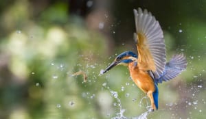 Behind the Lens: The Big Catch