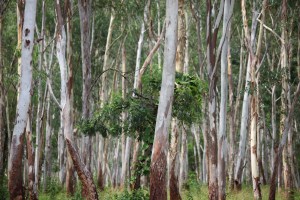 Brambles joins the A-list for its sustainability efforts