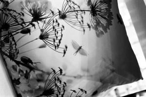 Kodak Salon 2012: Winners Announced