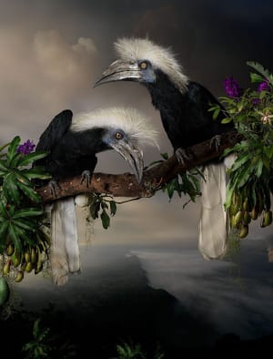 Extraordinary bird images take off in Sydney
