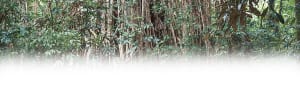 Why Certified Wood is Better