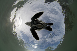 Great Photo Locations: West Papua, Indonesia