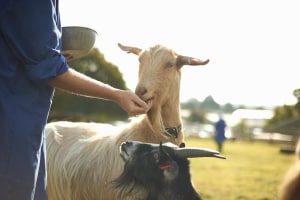 The goat milk gold mine