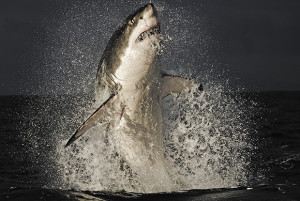 Behind the Lens: Shooting Sharks