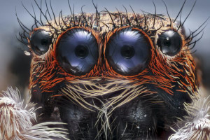 Incredible images from a small world you won't recognise