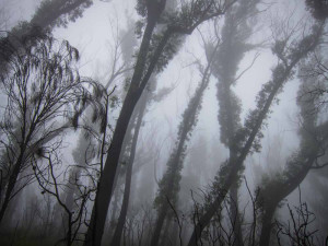 Image Doctor: Mist in the Western Budawangs