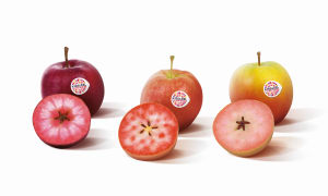 'Red-flesh' apples due for rollout from 2020