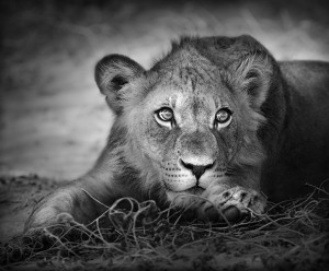 Photo Tip of the Week: Composition Essentials (Part I)